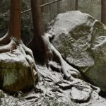 Hemlock roots at Blackwater Falls State Park