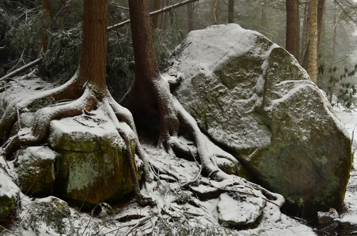 Snowy boulders beneath hemlock