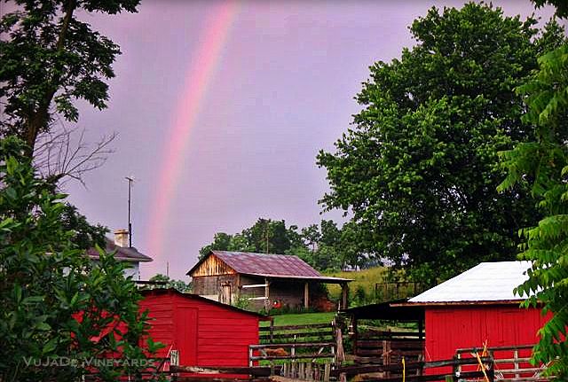 Rainbow at Vu-ja-de Vineyard