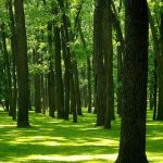Grove on Blennerhassett Island, Blennerhassett Island State Park, Mid-Ohio Valley Region