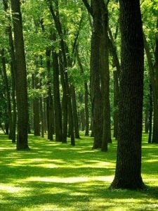 Grove on Blennerhassett Island, Blennerhassett Island State Park, Mid-Ohio Valley Region