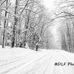 Snow blankets road near Thomas, West Virginia, Tucker County, Allegheny Highlands Region