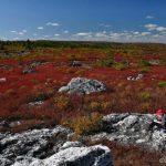 Artist on Dolly Sods, Monongahela National Forest, Tucker County, Allegheny Highlands Region