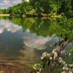 Laurel along Boley Lake, Babcock State Park, Fayette County, New River Gorge Region