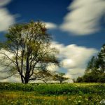 On the Beall Trail, Canaan Valley National Wildlife Refuge, Tucker County, Allegheny Highlands Region