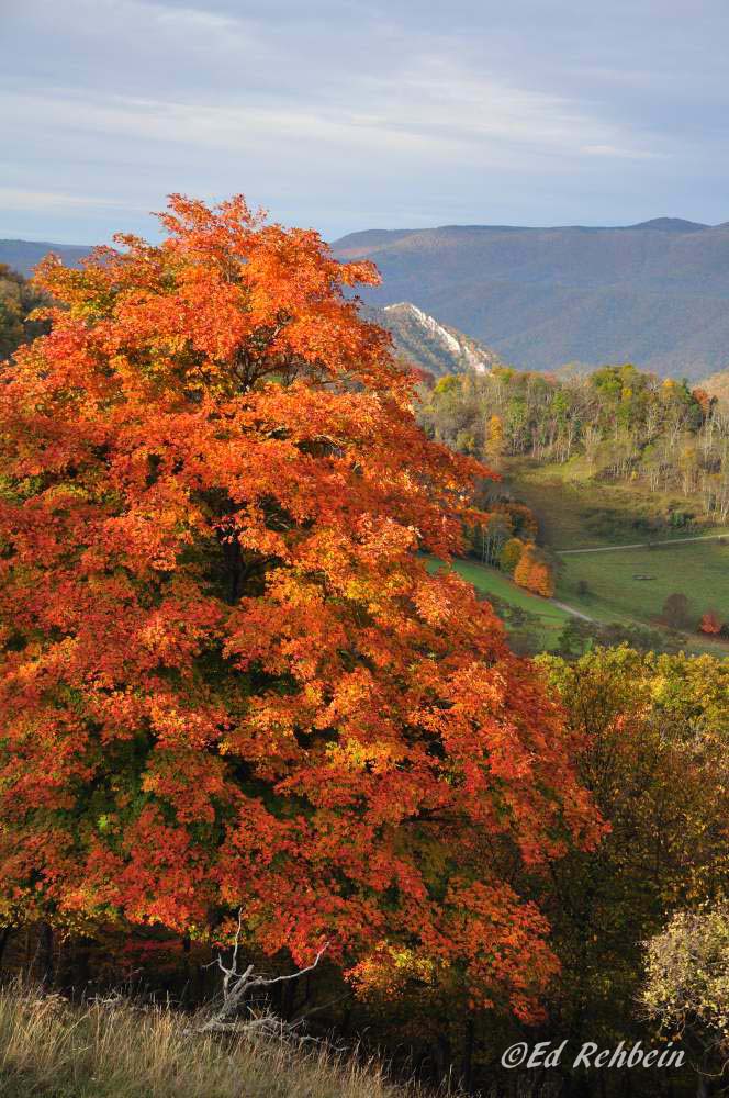 Maple in Germany Valley