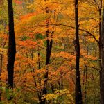 Dam trail at Hawk Nest
