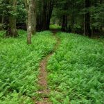 Ferny trail at Kumbrabow State Park, Huttonsville, West Virginia, Randolph County, Allegheny Highlands Region