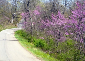 Redbud in blossom near Far, West Virginia, Wetzel County, Northern Panhandle Region