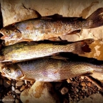 Glade Creek Trout