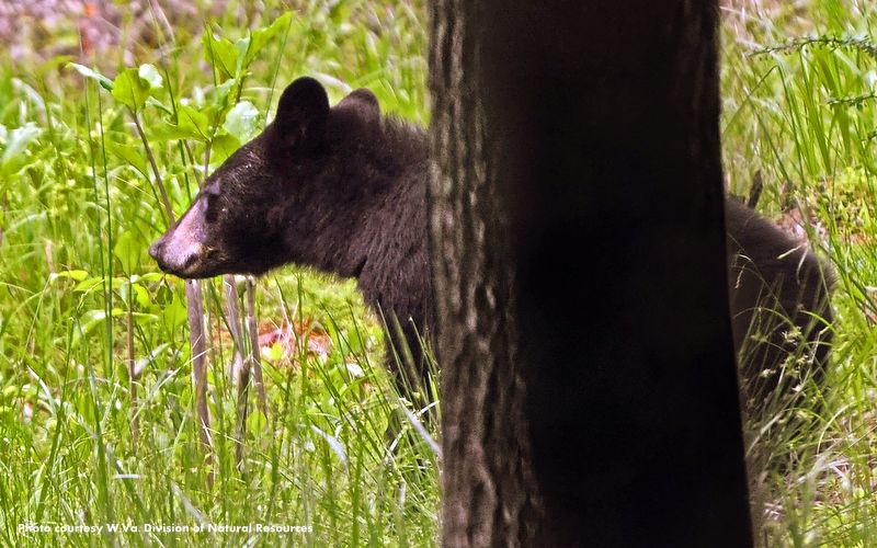 Black Bear photo courtesy West Virginia Division of Natural Resources