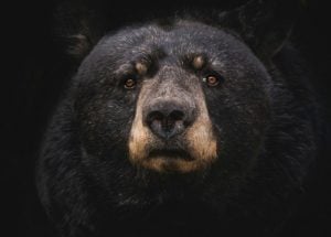 Bear activity: Even in suburban areas, residents should bring food indoors in spring and summer.