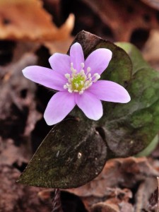 Sharp-lobed Hepatica, Stonecliff Trail, New River Gorge National Park and Preserve,
