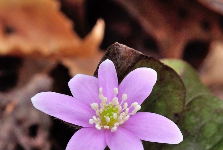 Sharp-lobed Hepatica, Stonecliff Trail, New River Gorge National Park and Preserve,