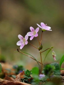 Spring Beauty