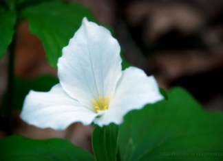 White Trilium, Kanawha State Forest