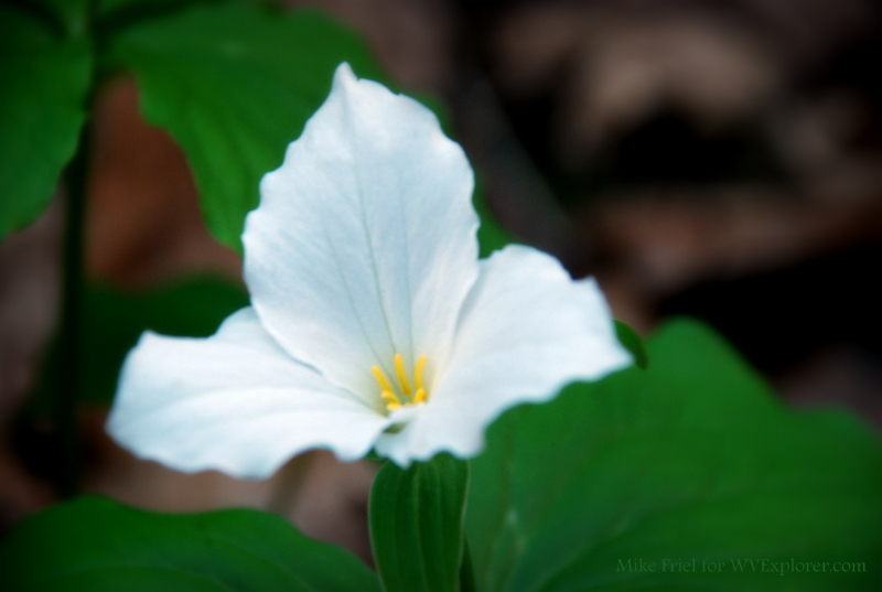 White Trilium, Kanawha State Forest