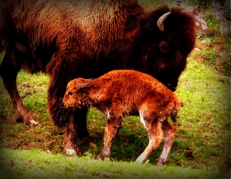 New bison calf at W.Va. Wildlife Center