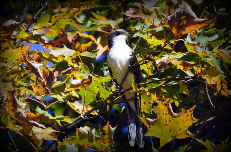 Yellow Billed Cuckoo by Randy Bodkins