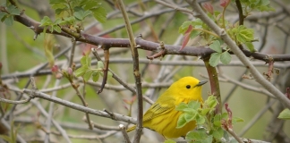 Yellow Warbler by Randy Bodkins