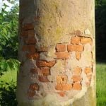 Brickwork revealed in column at Blue Sulphur Springs