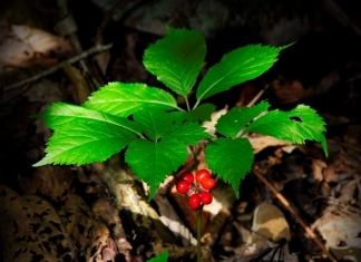 Ginseng ready for harvest in West Virginia