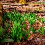 Ramps in West Virginia