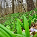 Ramps in Marshall County
