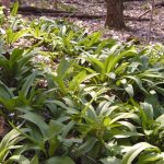 Eve Ah Ramps in West Virginia