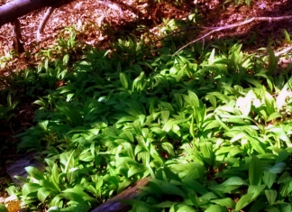Ramps in southern W.Va.