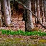 Ramps grow in the forests of much of West Virginia.