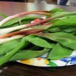 A plate of ramps, or wild leeks, awaits a hungry diner in West Virginia, where the plant is a spring delicacy.