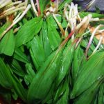A mess of ramps has been gathered for cooking in the photo by Daniel Coe.