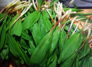A mess of ramps has been gathered for cooking in the photo by Daniel Coe.