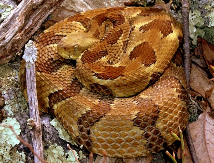 Rattlesnake in West Virginia Rattlesnake in West Virginia