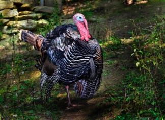 Spring Gobbler in West Virginia (WV)