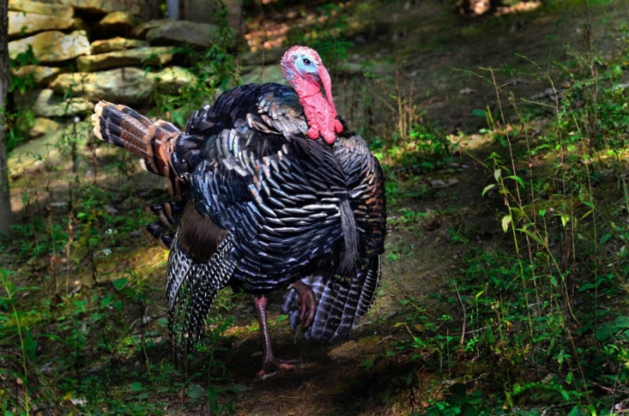 Spring Gobbler Spring Gobbler in West Virginia (WV)