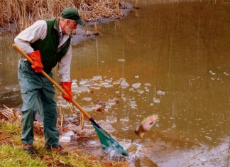 Trout being stocked in WV State Parks