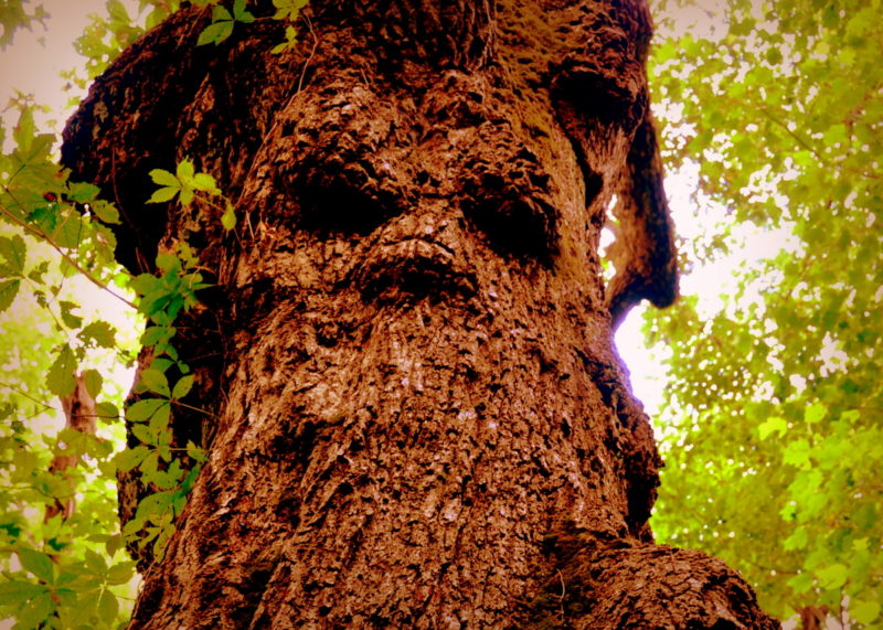 Witchy Tree, Kanawha County, West Virginia (WV)