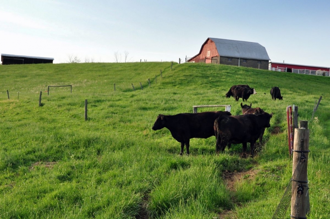 Ag department hosts Beef-for-Fathers'-Day event in Charleston - West ...