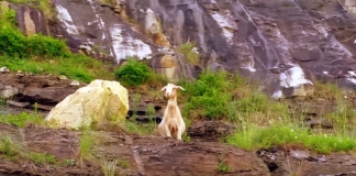 Powell Mountain Goat, Nicholas County