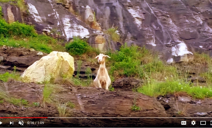 Powell Mountain Goat, Nicholas County