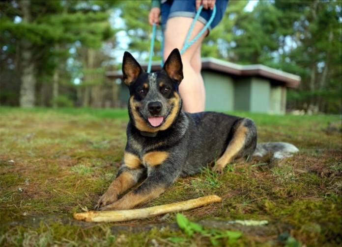 Pets at Pipestem State Park Pets at Pipestem State Park