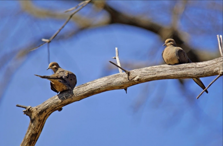 Mourning doves perch on a branch