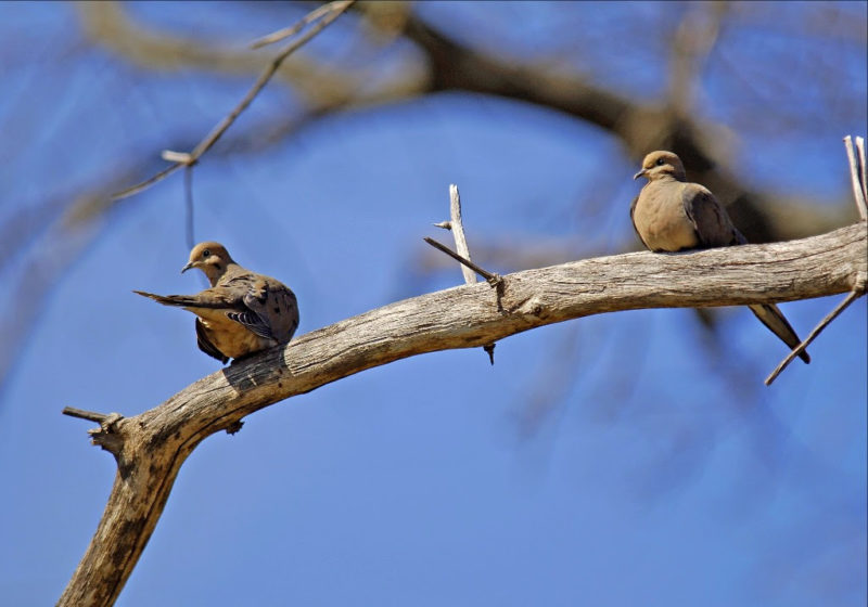 Mourning doves perch on a branch