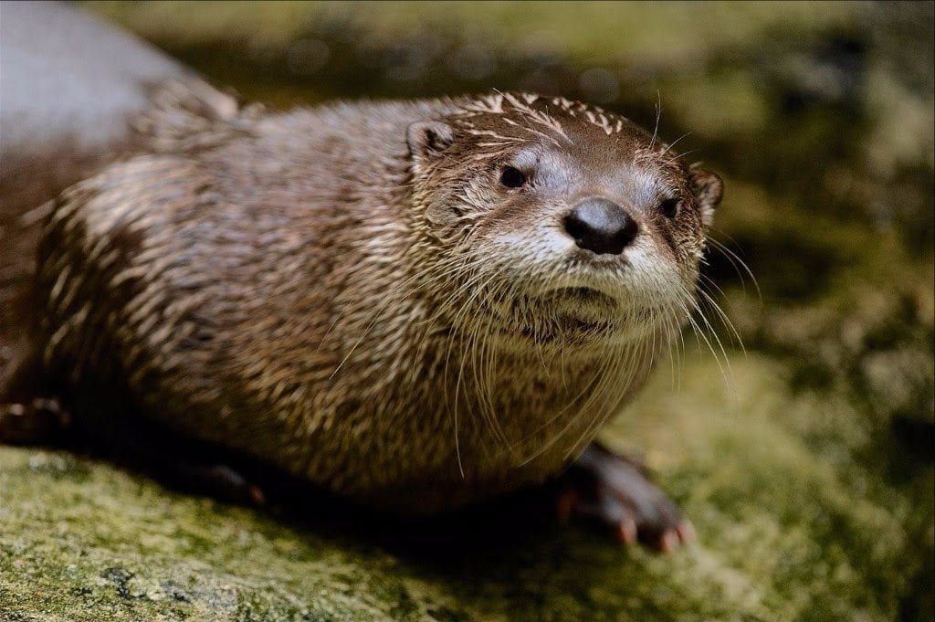 W.Va. DNR: be wary when encountering river otters - West Virginia Explorer