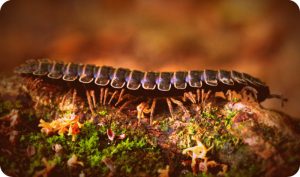 Wetzel County Worm Invasion