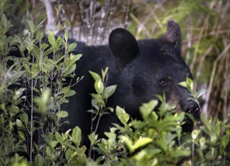 A black bear hides in a thicket in rural West Virginia