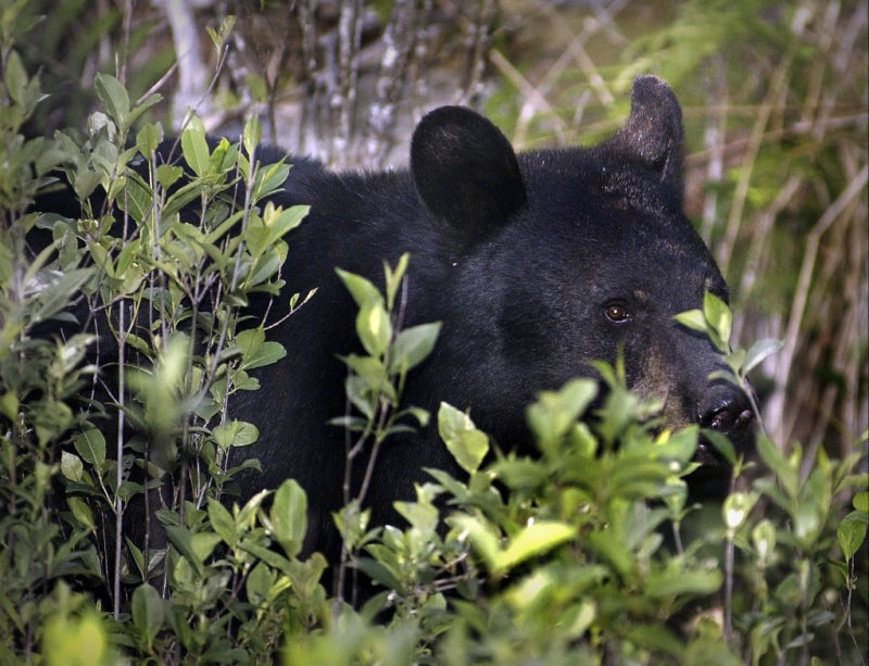 A black bear hides in a thicket in rural West Virginia