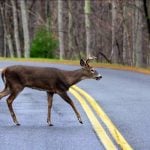 Deer crossing rural road in West Virginia